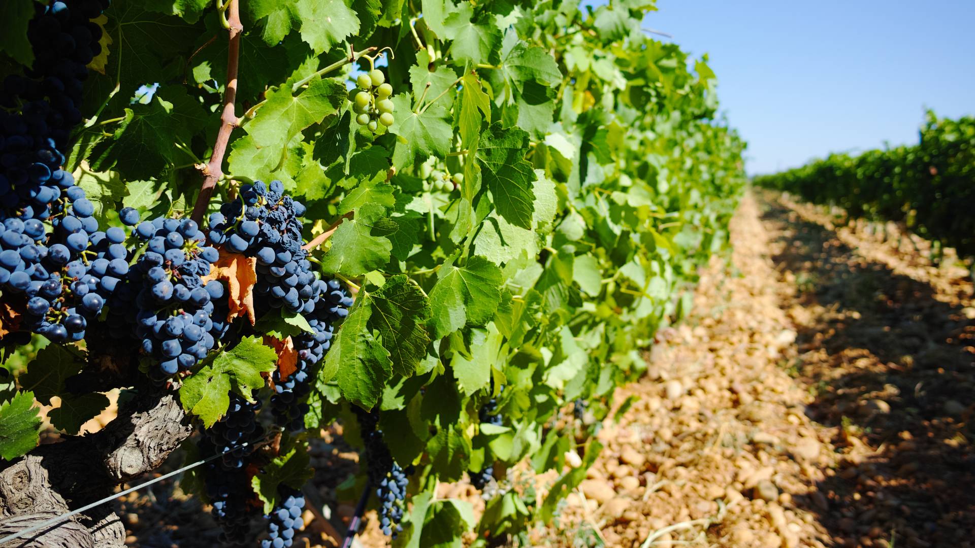 Patrimoine vin domaines de mariage à Bordeaux